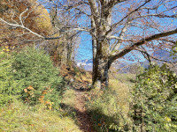En voici un arbre magnifique